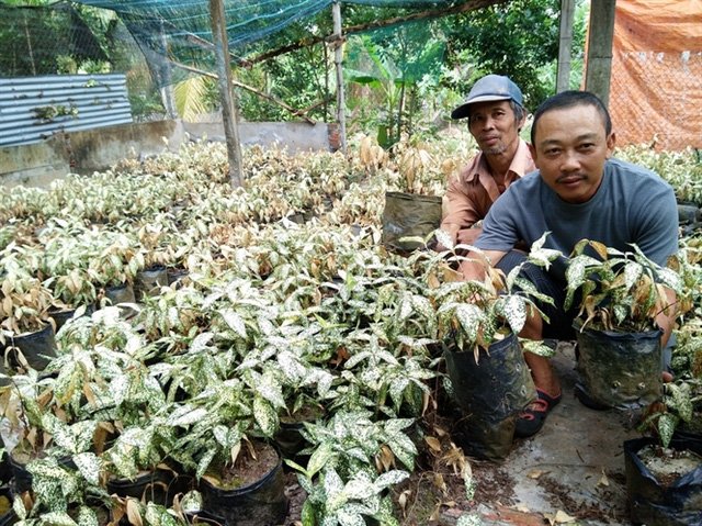 nhung-vuon-cay-hap-hoi-vi-han-man (1)