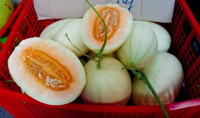 dua le bi ngo