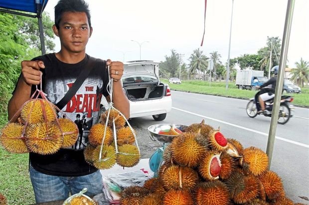 sau rieng 1