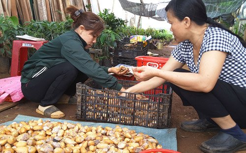 sau rieng 1