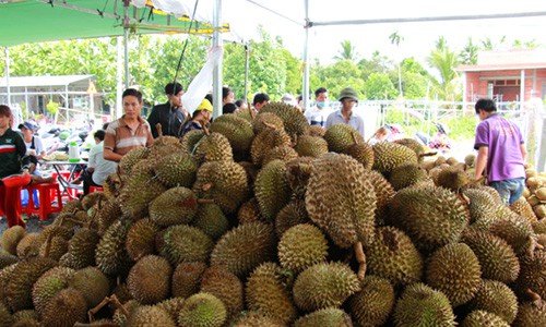 sau rieng