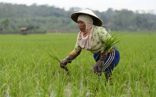 Hiện tương El Nino có thể làm giá gạo trên toàn cầu tăng mạnh