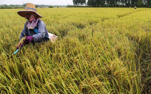 Mặt hàng Gạo Thái Lan đang đối mặt với nguy cơ khủng hoảng