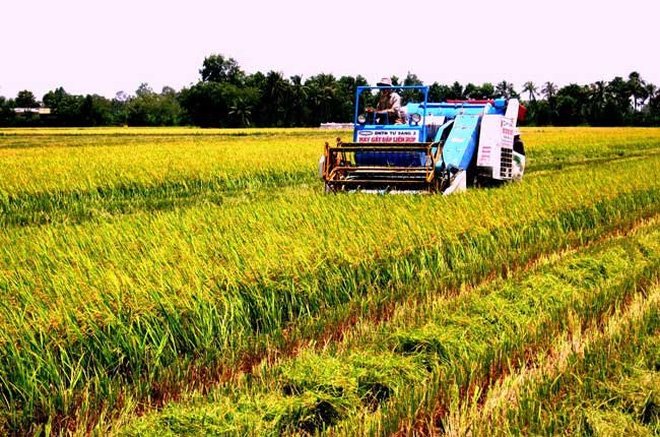 Giá lúa ổn định, có thể không cần tạm trữ cho vụ Đông Xuân