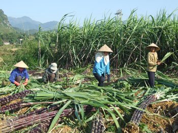 Ngành Mía đường Việt Nam trước nguy cơ bị thâu tóm