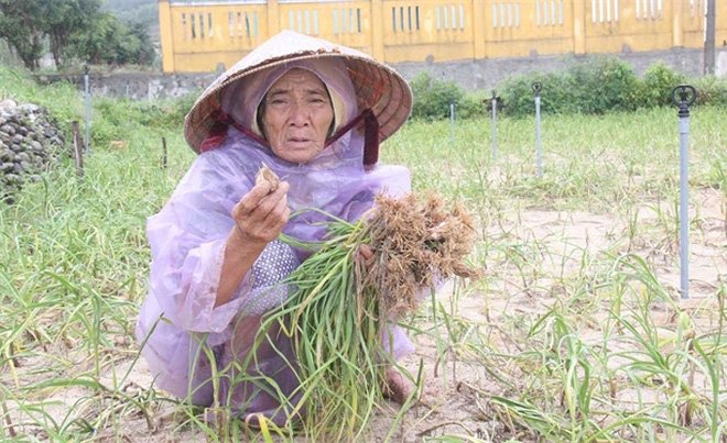 Tỏi Lý Sơn – một năm buồn