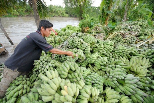 Người dân thoát nghèo nhờ trồng chuối