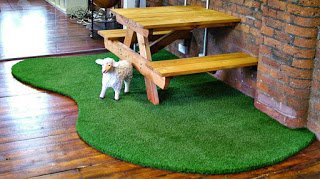 Vẻ đẹp thiên nhiên tiềm ẩn đến từ cỏ sân vườn mini
