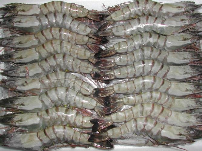 Hoa Kì rà soát luật chống bán phá giá tôm