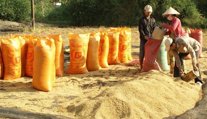 Nghịch lí, giá gạo xuất khẩu giảm trong khi giá gạo trong nước tăng