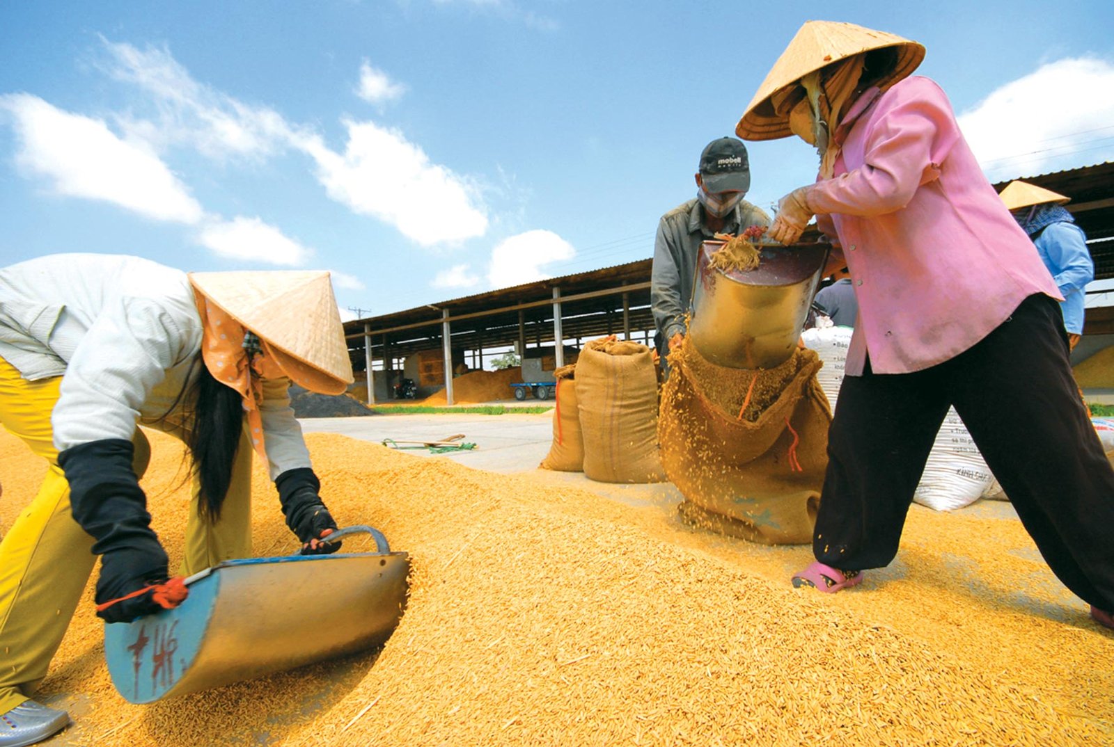 Giá lúa tăng, nông dân tiếc hùi hụi