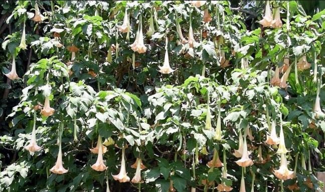 Dùng thuốc ‘mùi của quỷ’? thôi miên cướp tài sản ở Việt Nam
