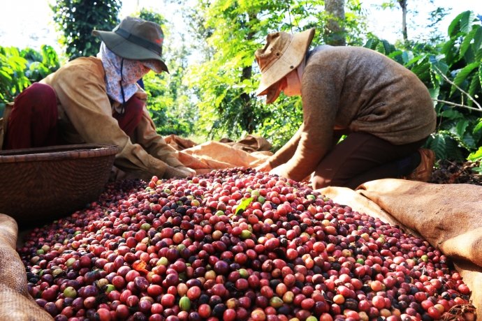 Mùa cafe không ngọt ngào ở Tây Nguyên