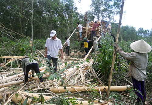 Nghịch lý giá bán cao nhưng nông dân không lãi