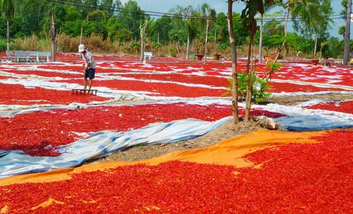 Nông sản rớt giá hàng loạt