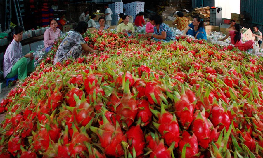 Đẩy mạnh tiêu thụ thanh long: Không nên bỏ lỡ thị trường nội địa