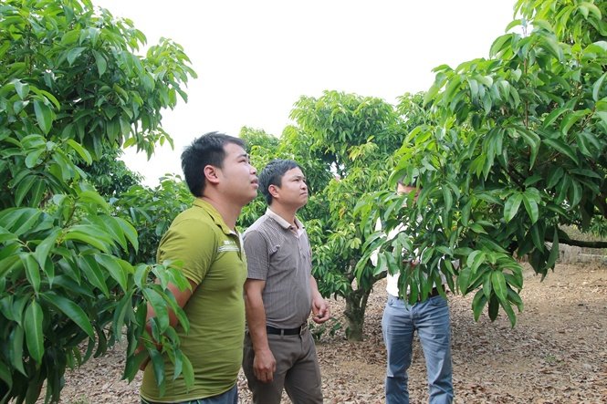 Dự báo… Mùa vải thiều không khởi sắc
