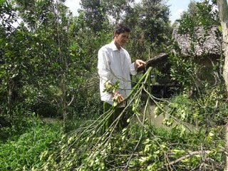 Hàng loạt cây cam chết do… chích thuốc lạ