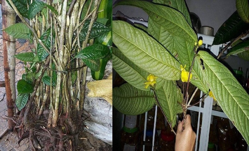 Đổ xô vào rừng đào gốc, chặt cây chè hoa vàng bán cho thương lái