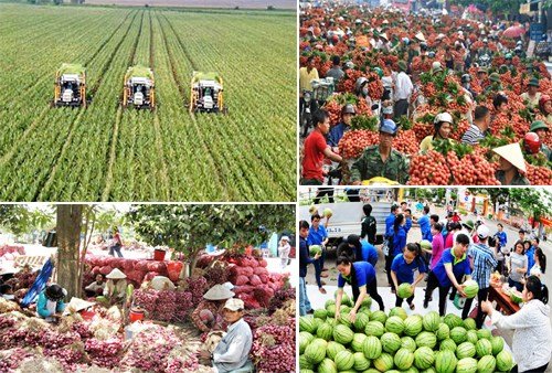 Tìm lời giải cho bài toán đầu ra nông sản Việt