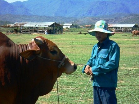 Quảng Nam: Tiềm năng từ nuôi bò “thuần cỏ” tại Long Hội