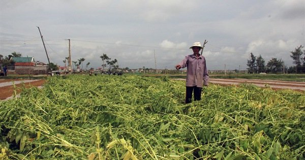 Nông dân đất Nghệ trắng tay sau bão