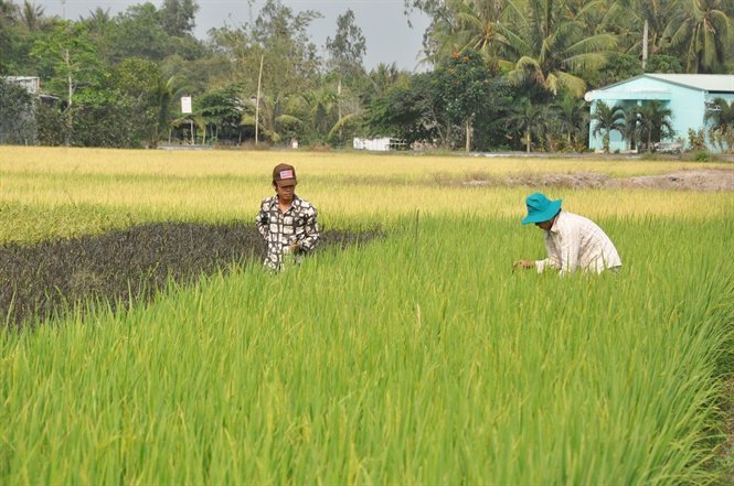Đua nhau trồng lúa Nhật: Tiềm ẩn rủi ro cao