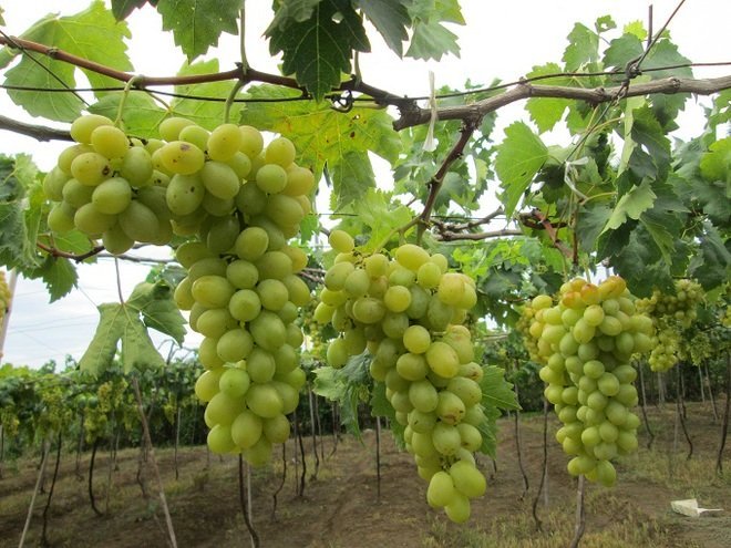 Nho Ninh Thuận tươi ngon sau hai tháng nhờ công nghệ bảo quản