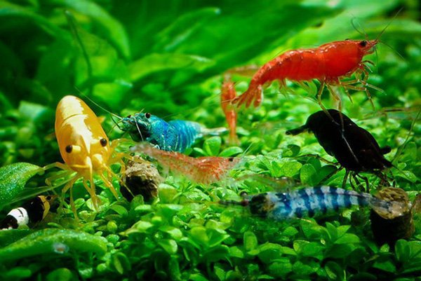 Hốt bạc nhờ buôn bán tép cảnh