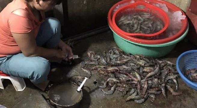 Độc tính của bột agar bơm vào tôm?