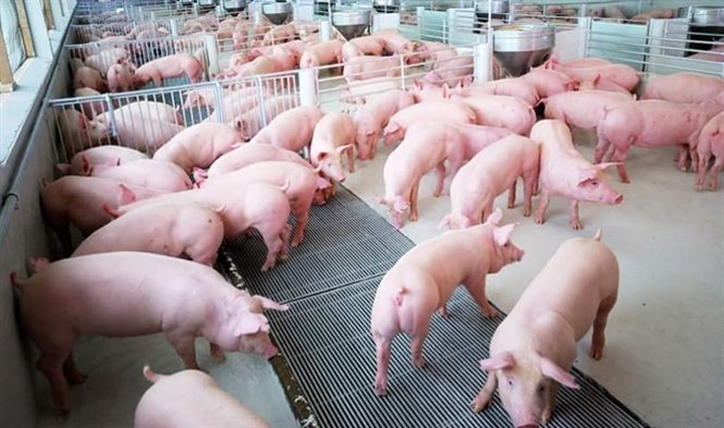 Ai làm đảo điên giá lợn hơi?