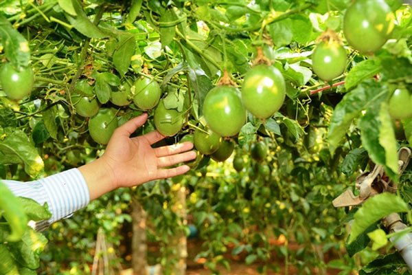 Toan tính của các ông lớn khi rót nghìn tỷ vào trái cây