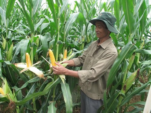 Không còn nỗi lo độc quyền về giống!