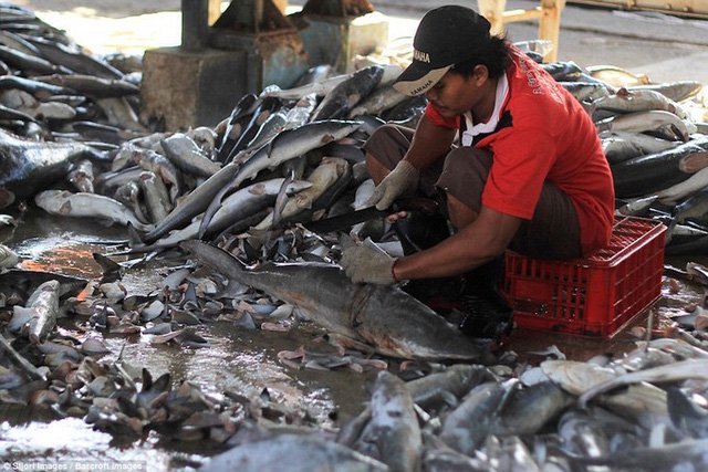 Món của nhà giàu – Súp vi cá mập: Có gì kinh hoàng ẩn chứa phía sau?