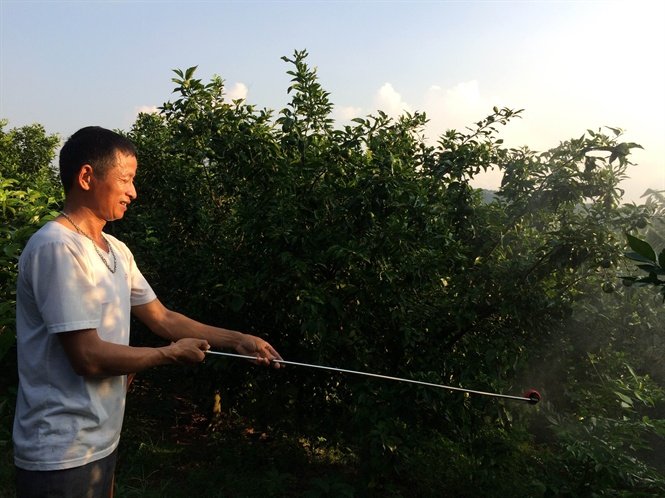 Chưa khuyến khích sử dụng thuốc trừ sâu thảo dược đại trà