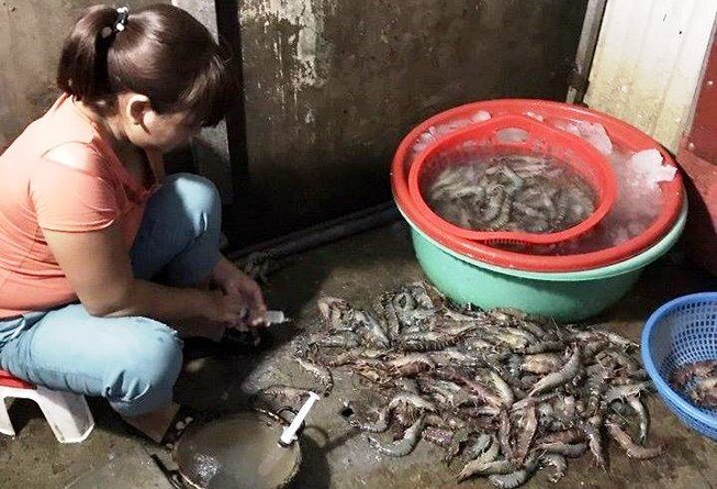Chống gian lận bơm tạp chất vào tôm chưa thể kết thúc!