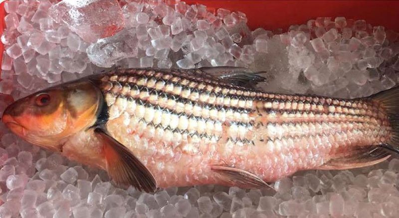 Nồi cá kho hơn chục triệu đồng hút nhà giàu Việt!