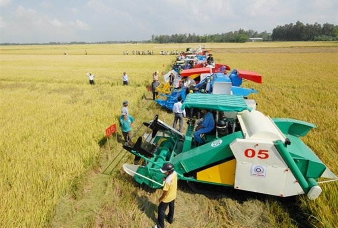 Phát triển nông nghiệp bền vững tại Đồng Tháp