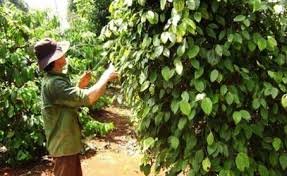 Nghịch lý mất mùa vẫn rớt giá