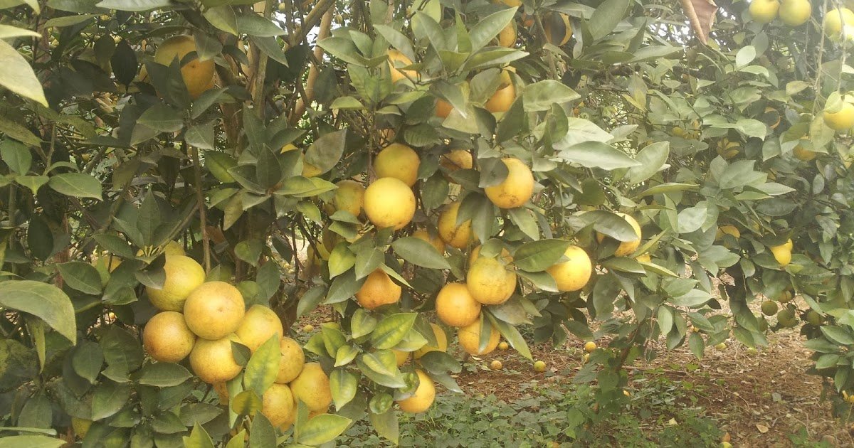 Thu tiền tỷ từ cam muộn
