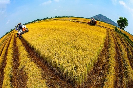 Vụ mùa khởi sắc tại Đồng bằng sông Cửu Long