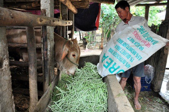 Rau rớt giá thê thảm sau Tết, người nông dân điêu đứng