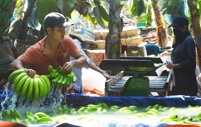 Cảnh giác với hiện tượng thương lái Trung Quốc săn lùng mua hàng hóa