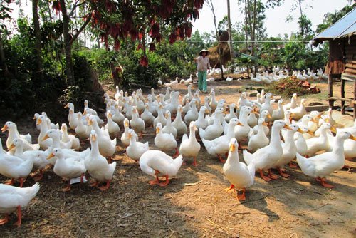 Nguy cơ vỡ trận với chăn nuôi