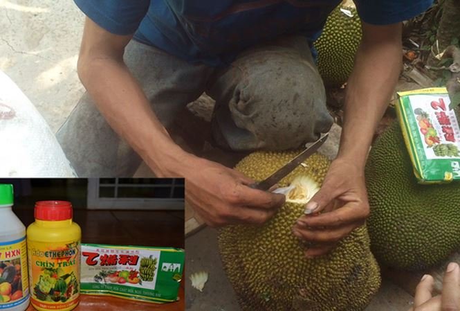 Giá mít tăng kỷ lục, lộ diện mít nhúng thuốc cho nhanh chín