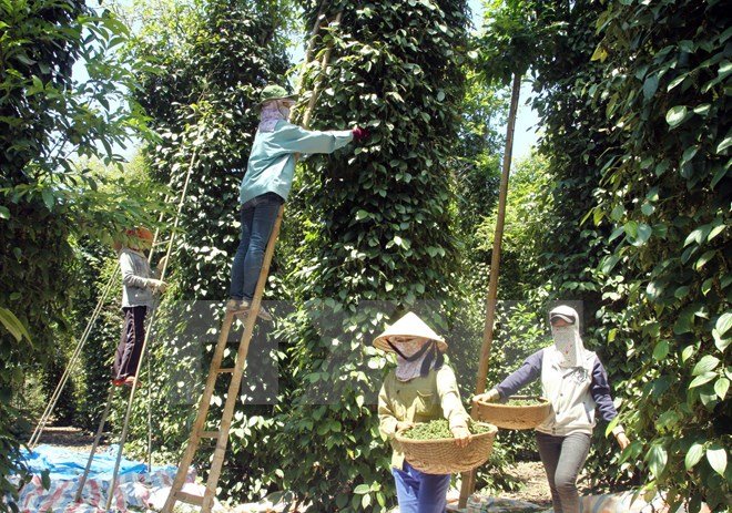 Nông sản Tây Nguyên rớt giá: Vì sao nên nỗi?