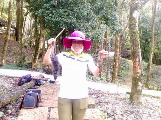 Săn kẻ thù của sâm Ngọc Linh