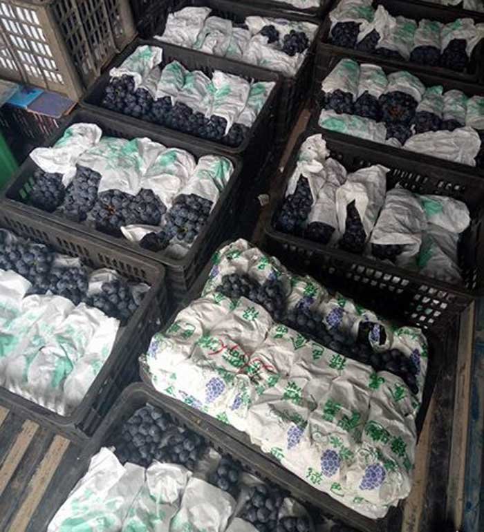 Lật tẩy những hoa quả Tàu “đội lốt” hàng Việt