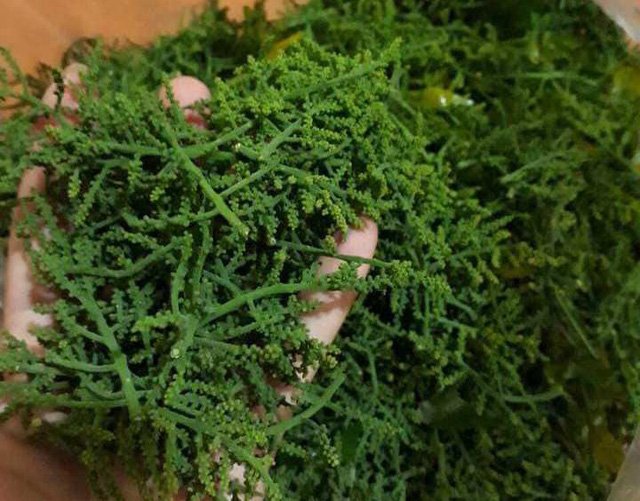Dân Hà Thành chuộng hoa rau đắt gấp đôi bò Mỹ