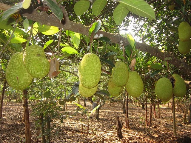 Dân trúng đậm mít Thái nhờ Trung Quốc ồ ạt thu gom